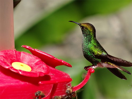 humming-bird