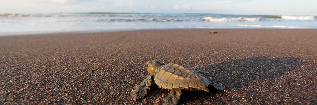 jaco-sorroundings-turtles