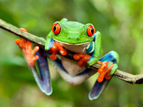 red-eyed-frog