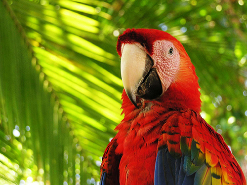 scarlet-macaw