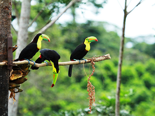 toucans